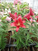 [5329 Christopher VH No01.JPG]